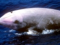 Cuvier's Beaked Whale
