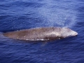 Cuvier's Beaked Whale