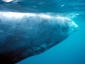 Cuvier's Beaked Whale