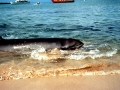 Cuvier's Beaked Whale