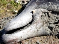 Cuvier's Beaked Whale