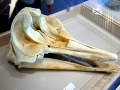 Cuvier's Beaked Whale