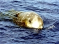 Cuvier's Beaked Whale