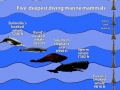 Cuvier's Beaked Whale