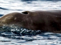 Cuvier's Beaked Whale