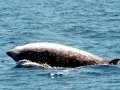 Cuvier's Beaked Whale