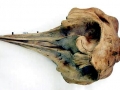 Cuvier's Beaked Whale