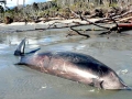 Cuvier's Beaked Whale