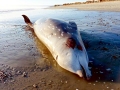 Cuvier's Beaked Whale