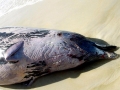 Cuvier's Beaked Whale