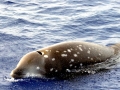 Cuvier's Beaked Whale