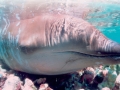 Cuvier's Beaked Whale