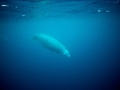 Cuvier's Beaked Whale
