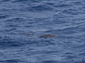 Cuvier's Beaked Whale
