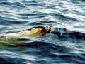 Cuvier's Beaked Whale