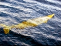 Cuvier's Beaked Whale