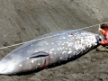 Cuvier's Beaked Whale