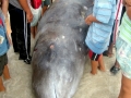 Cuvier's Beaked Whale