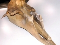 Cuvier's Beaked Whale