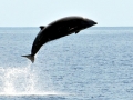 Cuvier's Beaked Whale