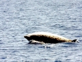 Cuvier's Beaked Whale