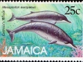 Cuvier's Beaked Whale