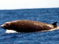 Cuvier's Beaked Whale