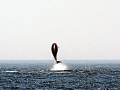 Cuvier's Beaked Whale