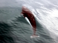 Dall's Porpoise