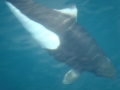 Dall's Porpoise