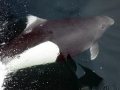 Dall's Porpoise