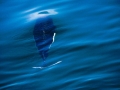 Dall's Porpoise