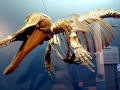 Dall's Porpoise