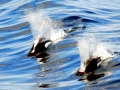 Dall's Porpoise