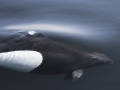 Dall's Porpoise