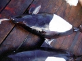 Dall's Porpoise
