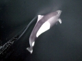 Dall's Porpoise