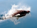 Dall's Porpoise
