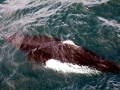 Dall's Porpoise