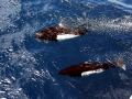 Dall's Porpoise