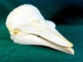Dall's Porpoise