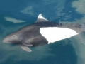 Dall's Porpoise