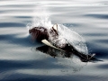 Dall's Porpoise