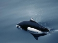 Dall's Porpoise