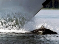 Dall's Porpoise