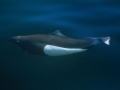 Dall's Porpoise