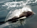 Dall's_porpoise3