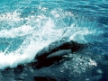 Dall's Porpoise