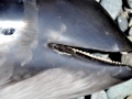 Dall's Porpoise