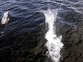 Dall's Porpoise